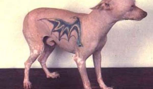 dyr tatoveringer animal tattoo