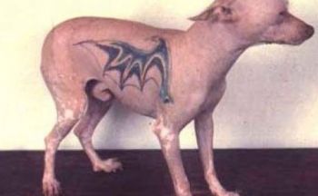Dyr med tatoveringer