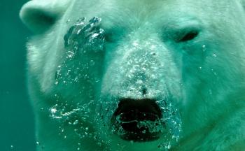 Lever fra isbjørn kan drepe deg